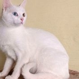 Chat Anatoli